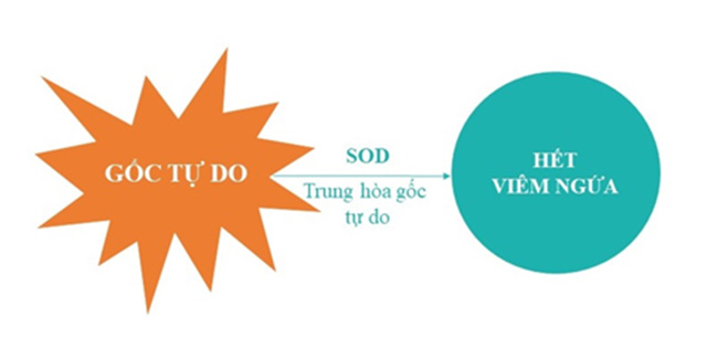 4. SOD – Giải pháp trung hòa gốc tự do an toàn, không Corticoid cho Viêm da cơ địa 1