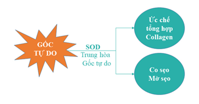 Thứ 3, chìa khóa nào để xóa mờ các vết sẹo, kể cả sẹo lâu năm? 1