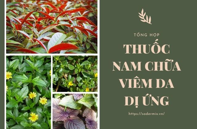 Chữa viêm da dị ứng bằng thuốc nam 1