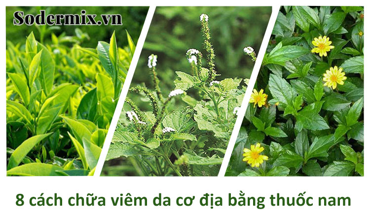 Mách 8 cách chữa viêm da cơ địa bằng thuốc nam!