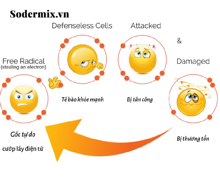 Gốc tự do nguyên nhân trực tiếp dẫn đến tổ đỉa! 1